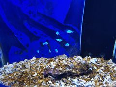 -沙沙哗啦海洋馆(华宇百花谷店)