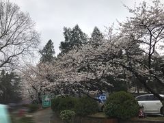 -武汉大学-樱园