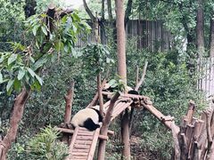景点-成都大熊猫繁育研究基地