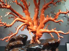 -绮丽珊瑚(台北101旗舰门市店)