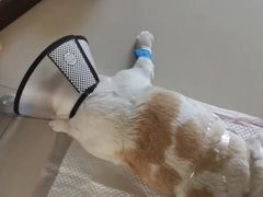 -荔康动物医院(康王北路店)