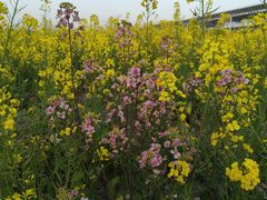 -临平南高铁站(地铁站)