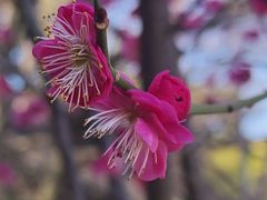 -苏州文庙(姑苏区)