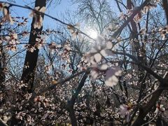 -桃花堤公园