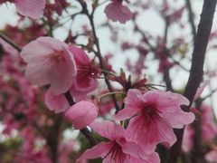 -南山植物园