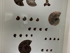 -青岛贝壳博物馆