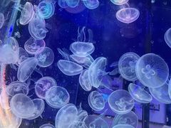 -海合安青岛极地海洋公园