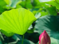 -荷塘月色湿地公园·向阳花洲