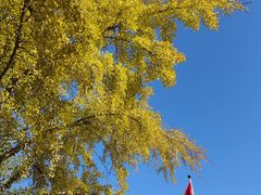 -三里屯东五街银杏大道