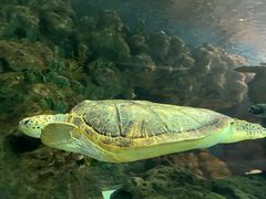 -上海海洋水族馆