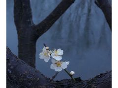 -洋湖国家湿地公园