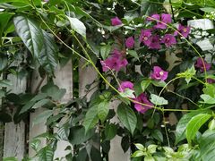 -三圣花乡旅游区