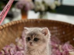 -老吴的猫·猫舍(新区店)
