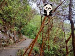 -清溪大王山森林公园
