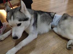 -Husky Go! 哈士奇体验馆·宠物咖啡厅狗咖