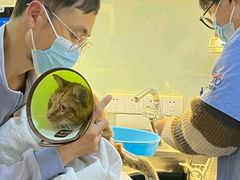 -御宝贝·A梦猫科宠物医院(国际猫友好医院)
