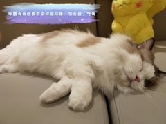 -猫腻·猫咖·撸猫馆(星光大道店)