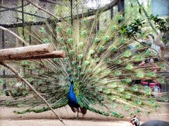 -石家庄市动物园