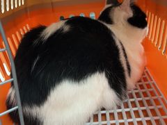-伟伟宠物医院·CT影像中心·瑞派犬猫综合性门诊(汉口总院)