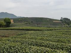 -龙坞茶村