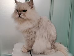 -安格丽娜·狗咖·猫咖羊驼咖(春熙路百盛商场店)