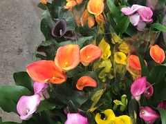 -龙大花卉苗木市场