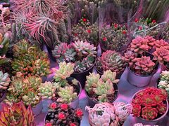 -花鸟鱼虫鲜花绿植市场(玉泉路店)