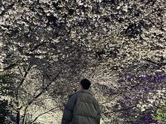 -东湖磨山景区樱花园-停车场