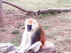 -济南野生动物世界