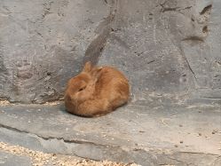 -Zoolung Zoolung动物主题公园(海信广场店)