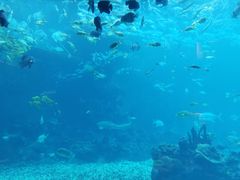 -海棠湾洲际-涛·海底餐厅·美人鱼·自助餐·海底隧道