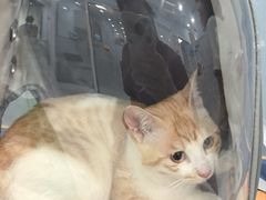 -纳吉亚猫专科动物诊疗中心(蒋宅口分院)
