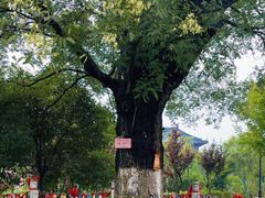 -东台西溪天仙缘景区