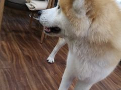-柴源莊·柴小宠柴犬咖啡