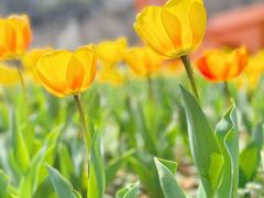 -苏州上方山国家森林公园