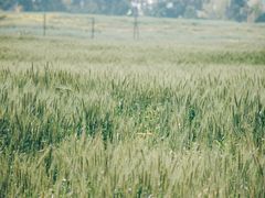 -三圣花乡旅游区