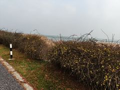 -贡湖湾湿地公园