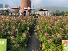 -玫瑰海岸文化旅游度假区