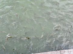 -海珠湖公园