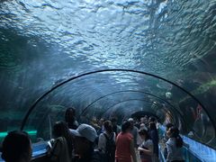 -悉尼海洋生物水族馆