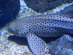 -烟台海昌鲸鲨海洋公园