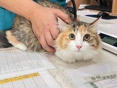 -艾贝尔宠物医院·24H转诊中心·肿瘤猫专科(江宁双龙店)