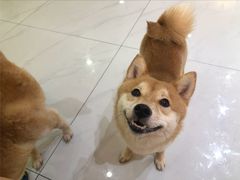 -柴源莊·柴小宠柴犬咖啡