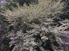 -昆山城市生态森林公园