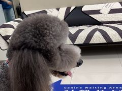 -申普宠物医院·心脏介入·心血管微创(总院)