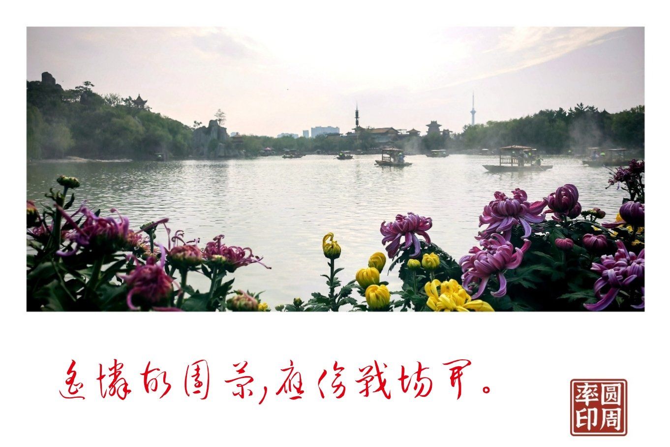 遥怜故园菊,应傍战场开