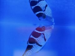 -上海海洋水族馆