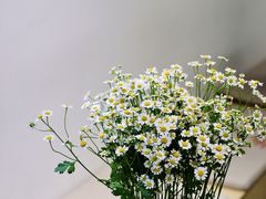 -素咫咖啡CLIFEROSE(新安店)