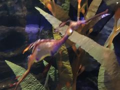 -暹罗海洋世界