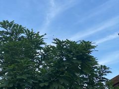-江门古劳水乡旅游区